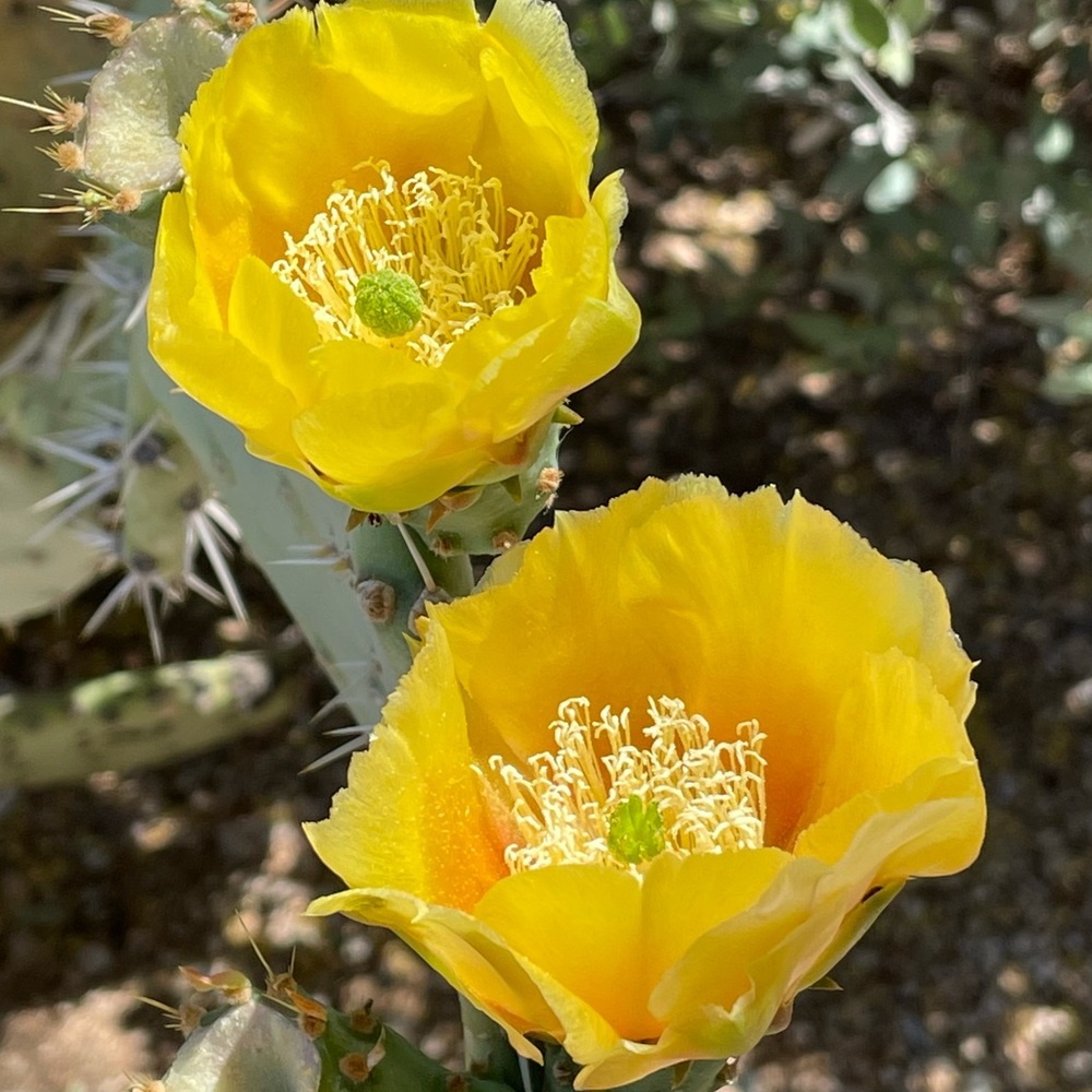 Meet your Posher, Manuel